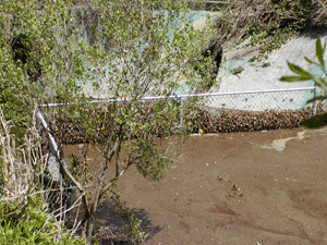 As rainwater cleans streets and flushes out gutters and is then collected by storm sewers, it turns into polluted storm water.